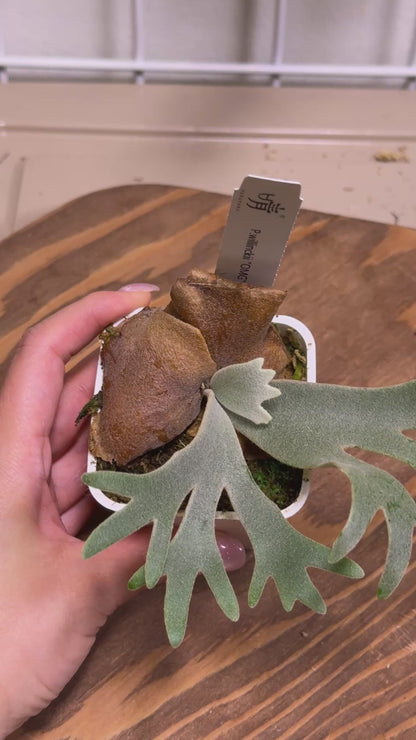 Special package - Potted P. willinckii 'nano' sporeling and P. willinckii 'OMG' sporeling