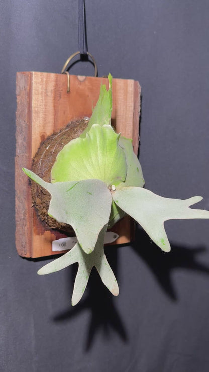 P.willinckii 'White Heaven'  - Offset from Mother Plant  - WH-01