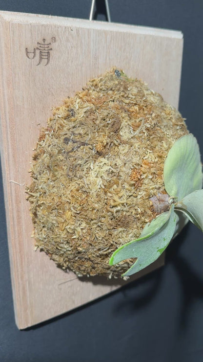 P. bifurcatum 'sp white' - offset from Mother Plant - SPW-05