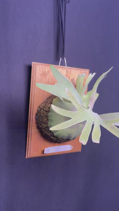 P. Pedro - Offset from Mother Plant - P -01