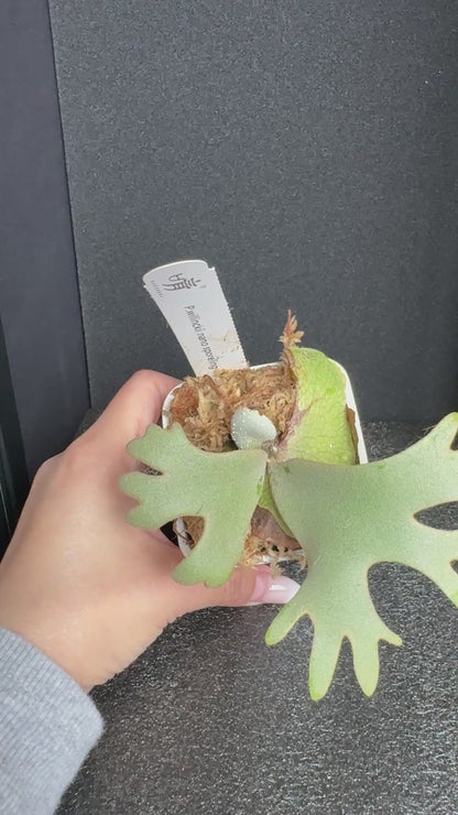 Platycerium Willinckii 'Nano' sporeling potted