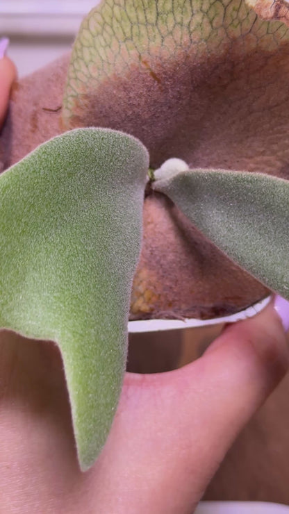 P. willinckii cv. ‘White Swan’ potted - WS -01