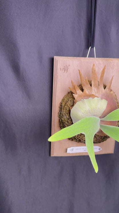 P. willinckii ‘Little Crown’ × ‘Katsu’ sporeling- LK-01