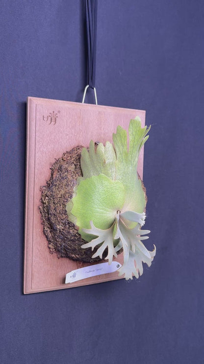 P.willinckii 'Jenny' - Offset from Mother Plant - JEN-02