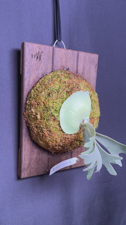 P. willinckii ‘Moonlight’ sporeling  - ML - 02