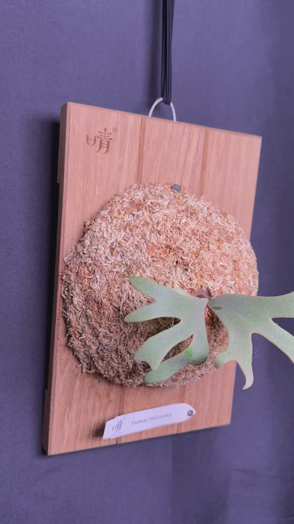 Platycerium Willinckii 'OMG' sporeling mounted - OMG-06