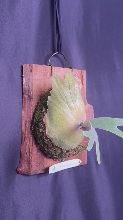 Platycerium willinckii 'Sunny cutie' mounted offset