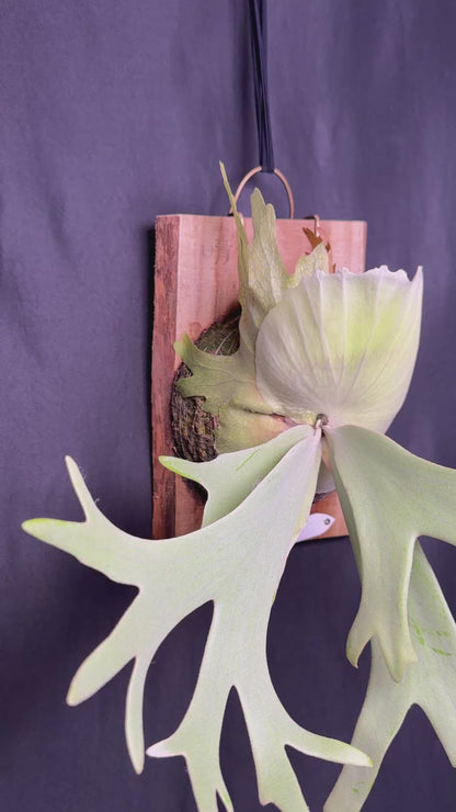 P.willinckii 'White Heaven' - Offset from Mother Plant  - WH-01