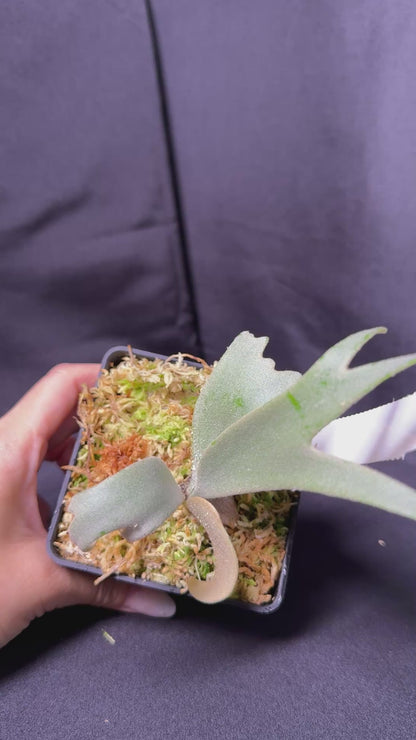 P. willinckii cv.'Gabriel' - Offset from Mother Plant - G-04