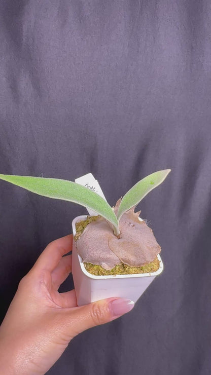 P. veitchii 'Auburn River' - Potted offset - AR-07