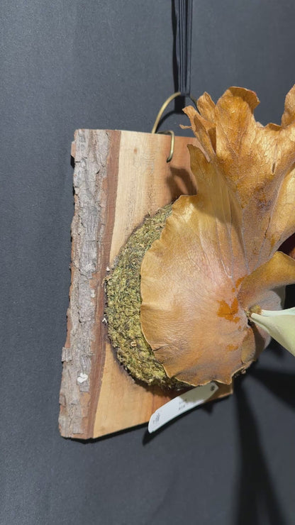 P. willinckii ‘Solana’- SO-01